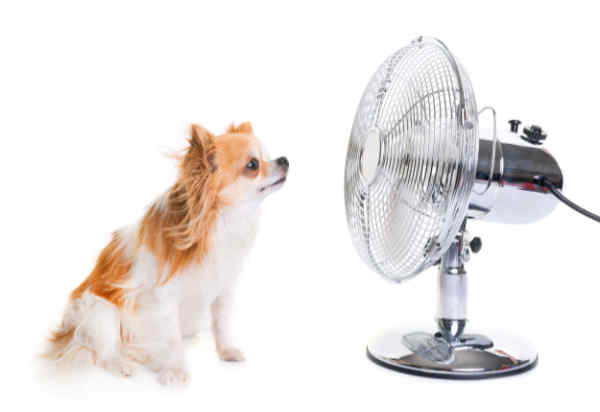 Chihuahua keeping cool in front of a fan