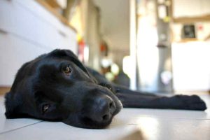 Black labrador dog exhausted by the heat lying on kitchen tile in summer while air conditioner is not cooling.